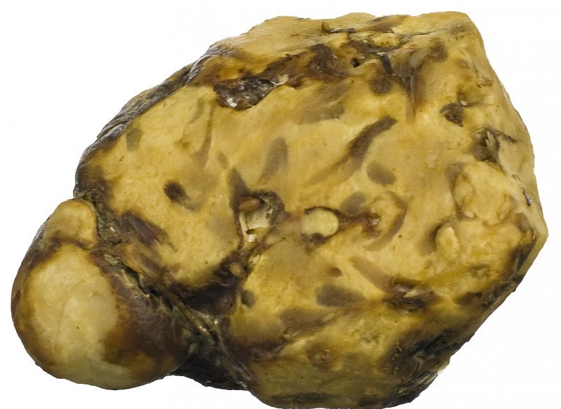 Sclerotia truffels - wat zijn het nou precies?
